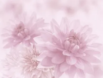 FLOWER - DAHLIA NG | Carta da parati grandi fiori - Colore 3